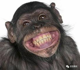 网红吃瓜像猩猩