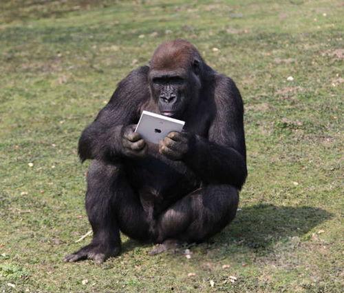 网红吃瓜像猩猩