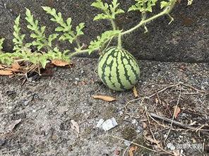 网红吃瓜视频第一精品,揭秘娱乐圈第一精品幕后故事