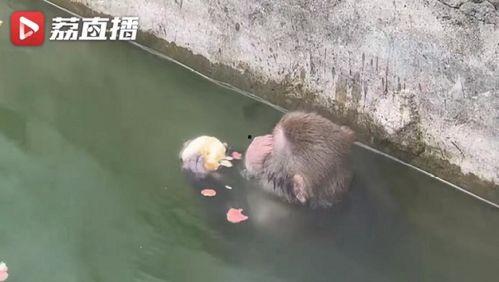 网红吃瓜像狒狒的是谁,揭秘网络红人的另类趣味