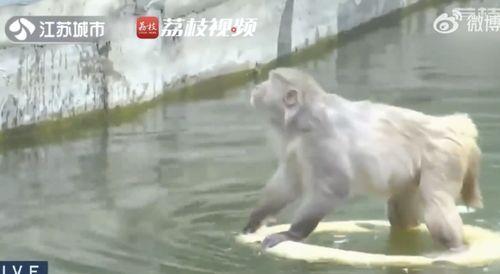 网红吃瓜像狒狒的是谁,揭秘网络红人的另类趣味