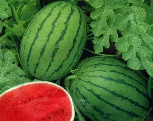 4.15黑料吃瓜网入口,独家入口带你一探究竟