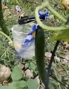 安国网红吃瓜事件视频,一场网络狂欢背后的真相揭秘