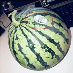 网红大瓜免费吃,免费畅享独家爆料！