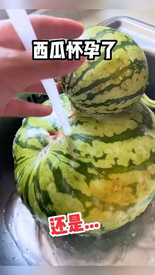 播放搞笑吃瓜视频素材网