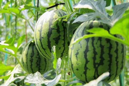 第一吃瓜官网,揭秘娱乐圈幕后故事，带你领略明星真实生活