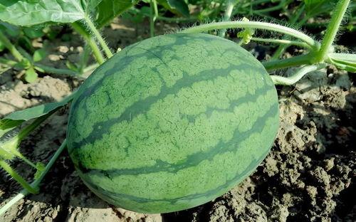 西瓜吃瓜网,揭秘夏日消暑神器，尽享清凉一夏