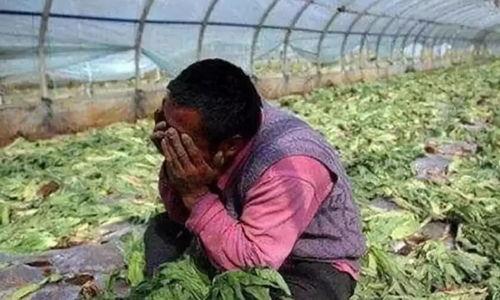 商洛网红吃瓜事件真相视频,真相视频曝光背后的真相