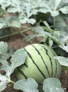 湘潭网红吃瓜,揭秘幕后故事与热门话题