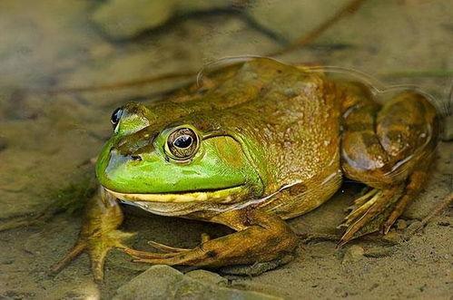 网红蛙卖崽吃瓜,揭秘网络红人的幕后生活