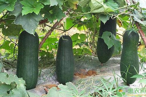 诸暨吃瓜网红,揭秘当地美食文化