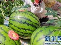 网传的吃瓜合集在哪看,全网热议！揭秘吃瓜合集观看指南