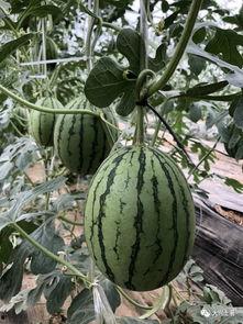 网红吃瓜大家族是谁啊,揭秘网络红人的家族势力