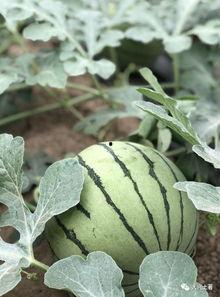 网红吃瓜大家族是谁啊,揭秘网络红人的家族势力