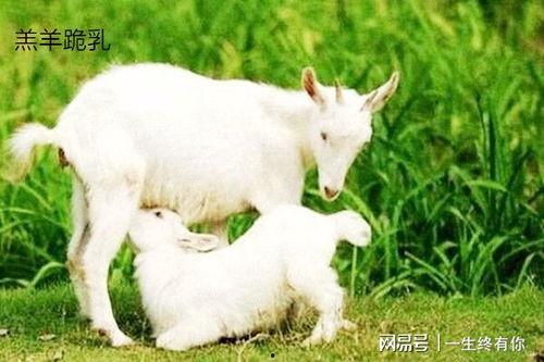 抖音网红小羊吃瓜是真的吗,真相还是炒作？