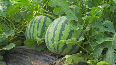 莒南网红吃瓜视频,揭秘当地美食文化新潮流