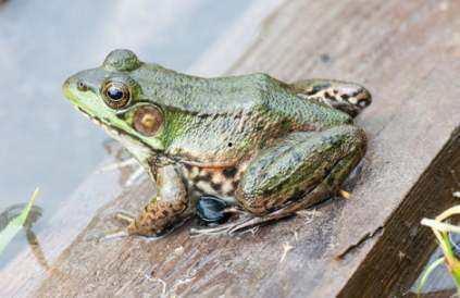网红蛙卖崽吃瓜,揭秘网络红人的幕后生活