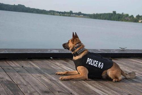张警犬吃瓜网,揭秘网络世界中的警犬生活