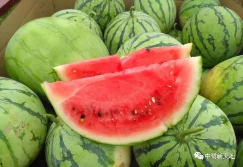 吃瓜网的服务内容