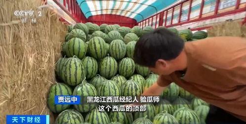 吃瓜网验证,网络舆论场中的“瓜王”之路