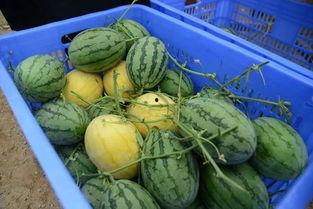 濮阳网红吃瓜群微信,揭秘网络社交圈的趣味与争议