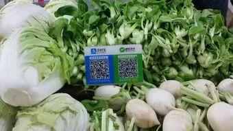 河南卖菜网红吃博洋瓜是真的吗,真相究竟如何？