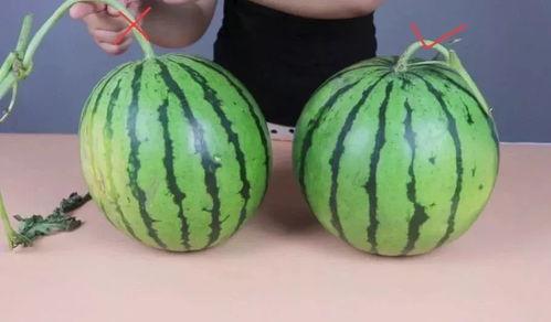 宁明网红故事吃瓜,一场吃瓜盛宴背后的故事