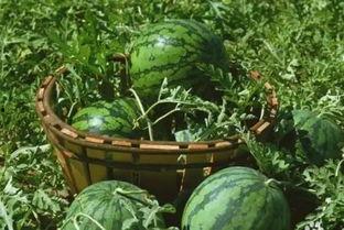 宁明网红故事吃瓜,一场吃瓜盛宴背后的故事