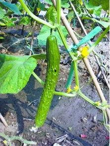 那些年吃瓜的网红叫什么,瓜田里的网红风云录