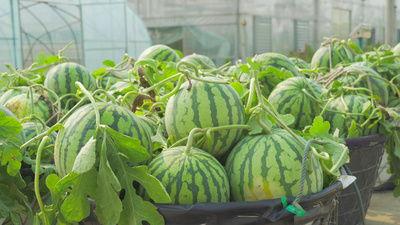 东港网红吃瓜视频