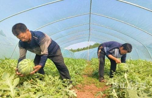 月溪村吃瓜视频网,揭秘乡村生活趣味瞬间