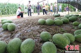 月溪村吃瓜视频网,揭秘乡村生活趣味瞬间