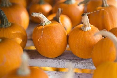 番瓜网吃瓜视频免费观看