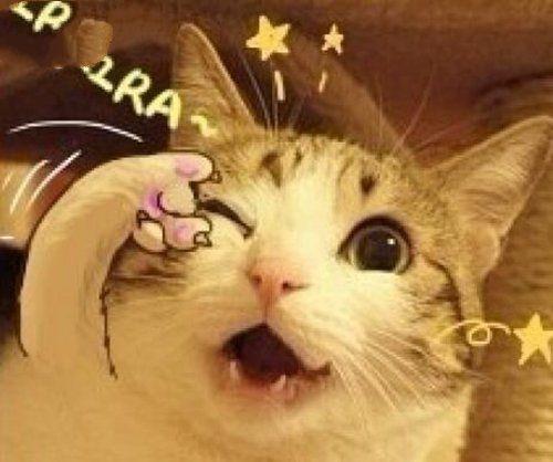 抖音网红多肉小野猫吃瓜,揭秘网红圈幕后故事