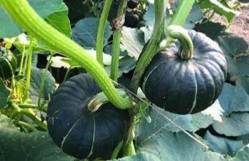 东北女百万网红吃瓜