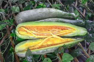 网红阙佩琪吃瓜,揭秘吃瓜背后的娱乐真相