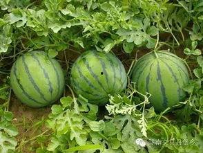 陇南康县网红吃瓜视频